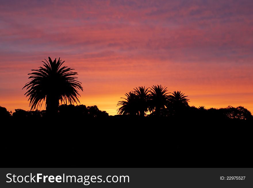 Silhouette of trees at the sunset