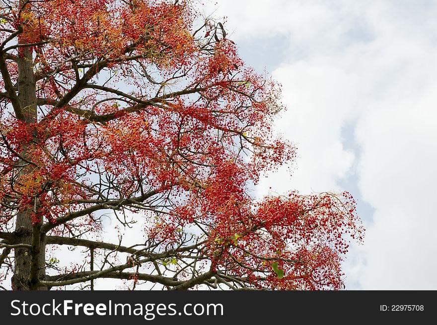 Tree With Red Berries