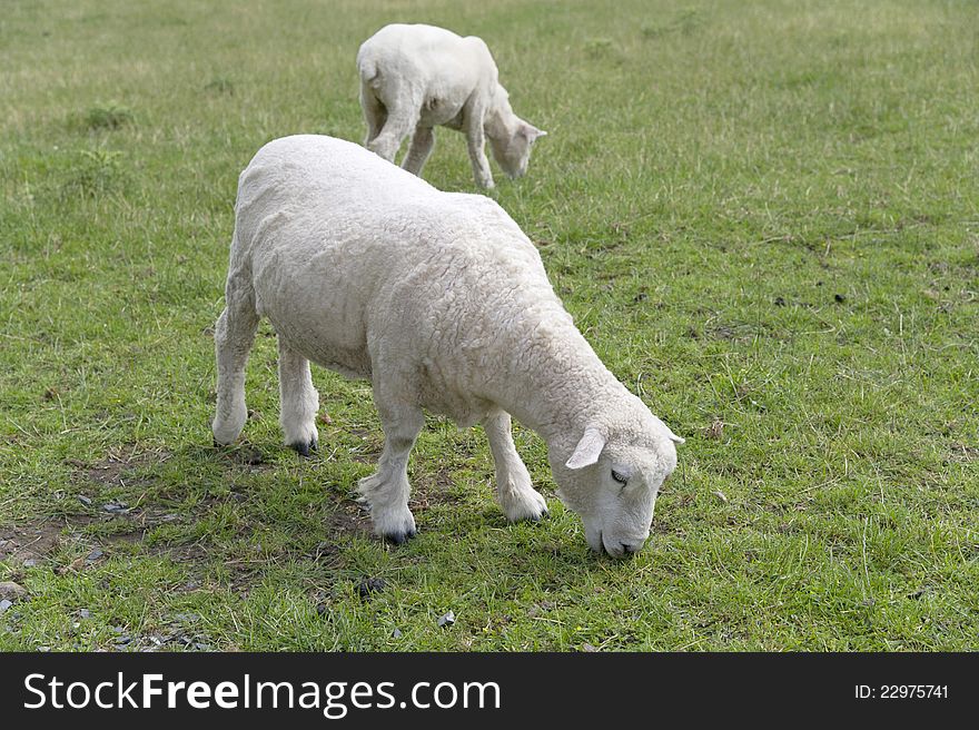 Sheep on the grass field in New Zealand