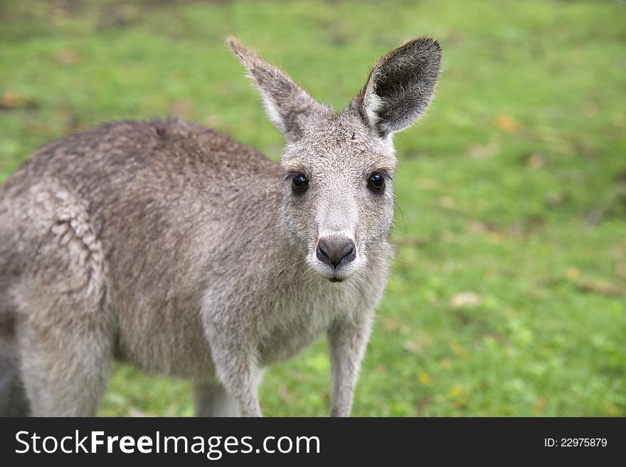 Portrait of young kangaroo on the background of grass