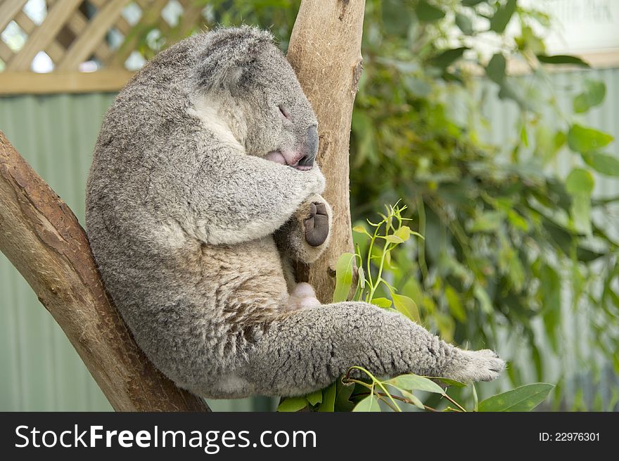 Sleeping koala on the tree