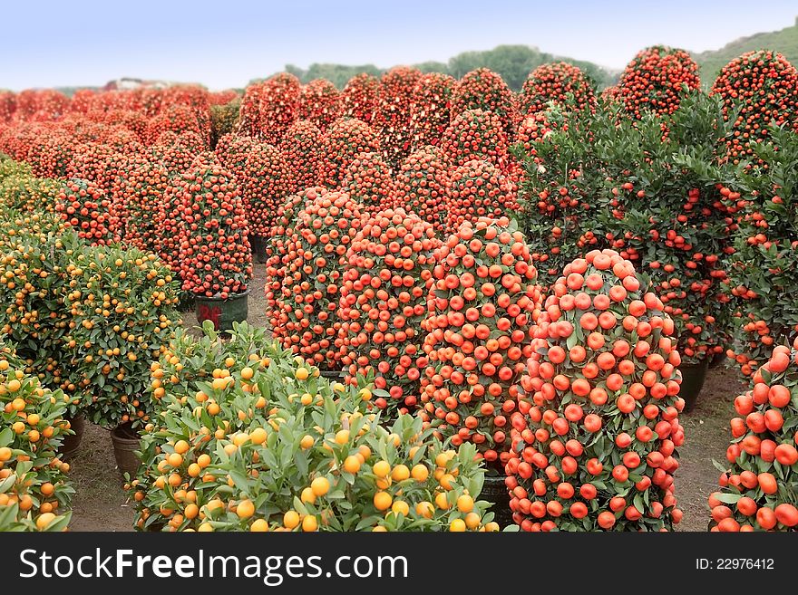 Kumquat and citrus symbolize auspicious wishes in China.The picture shows a lot of new year plant for sale. Kumquat and citrus symbolize auspicious wishes in China.The picture shows a lot of new year plant for sale.