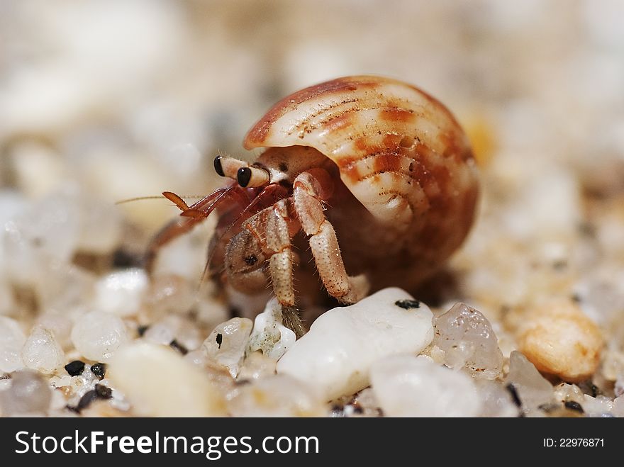 Hermit crab crawling on the beach gravels