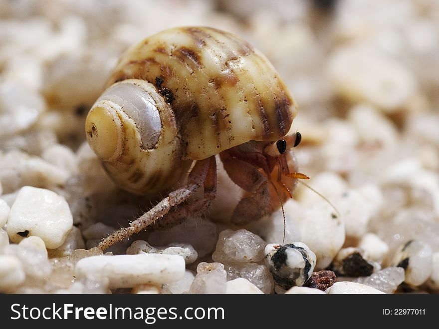 Hermit crab crawling on the beach gravels