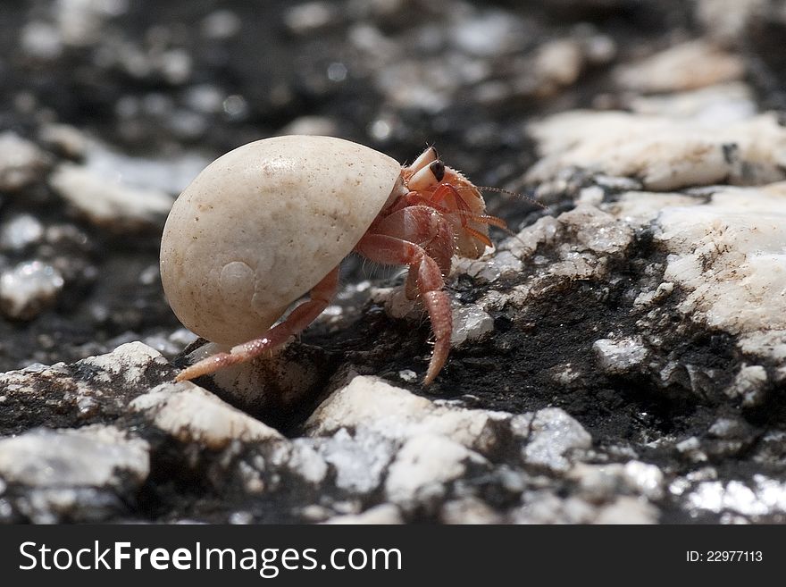 Hermit crab crawling on the beach gravels