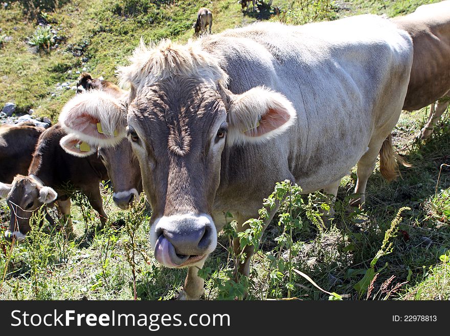 Cow with its tongue in the nose. Vorarlberg. Austria