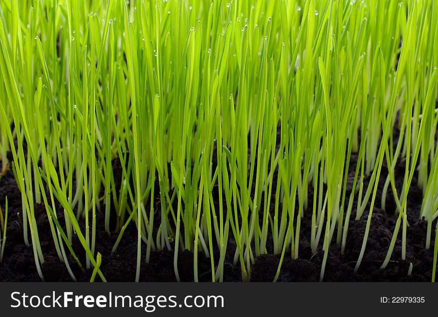 Green grass with drops and soil