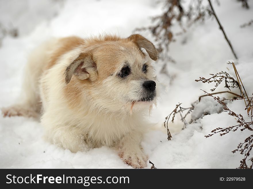 Small wire-haired terrier crossbreed in the snow. Small wire-haired terrier crossbreed in the snow