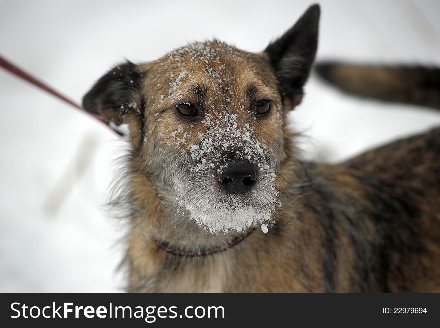 Small wire-haired terrier crossbreed in the snow. Small wire-haired terrier crossbreed in the snow