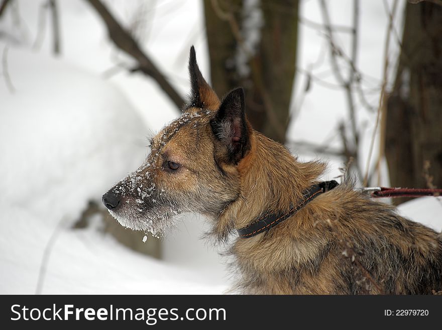 Small wire-haired terrier crossbreed in the snow. Small wire-haired terrier crossbreed in the snow