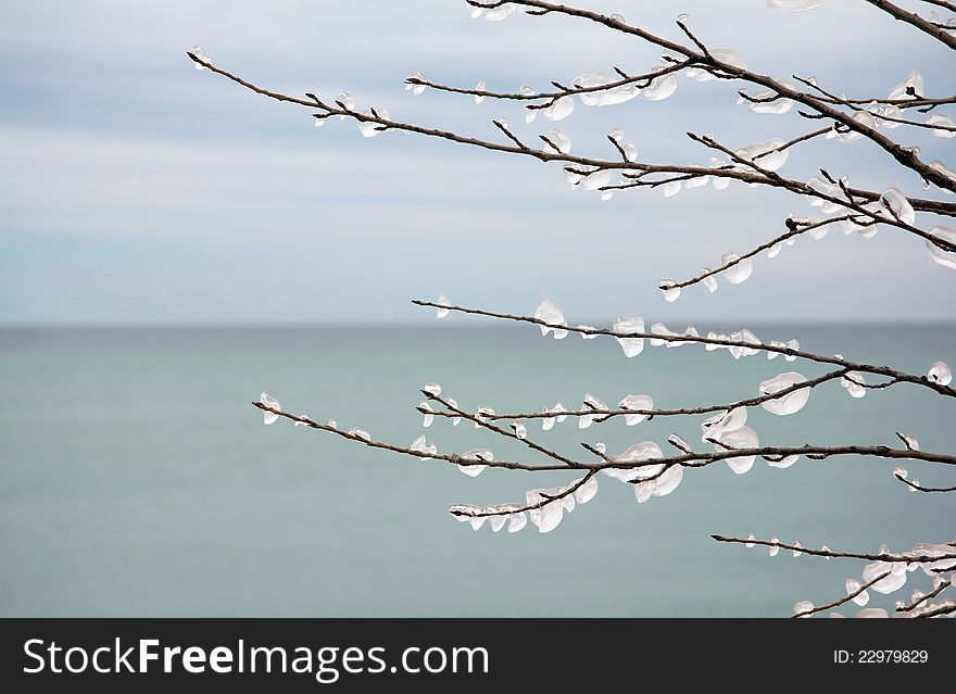 A tree standing beside a lake in winter with pieces of ice on the branches. A tree standing beside a lake in winter with pieces of ice on the branches.