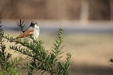 Sparrow Perched In Bush Royalty Free Stock Image Sparrow Perched In Bush Royalty Free Stock Image