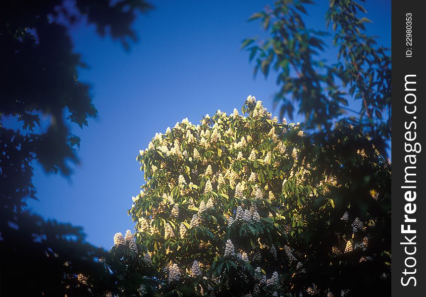 Blooming of chestnut tree (Aesculus hippocastanum) in the spring. Blooming of chestnut tree (Aesculus hippocastanum) in the spring.