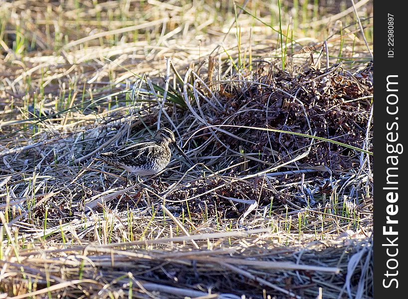 Snipe in tuscan nature oasis