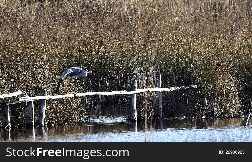 Tuscan nature oasis named massaciuccoli