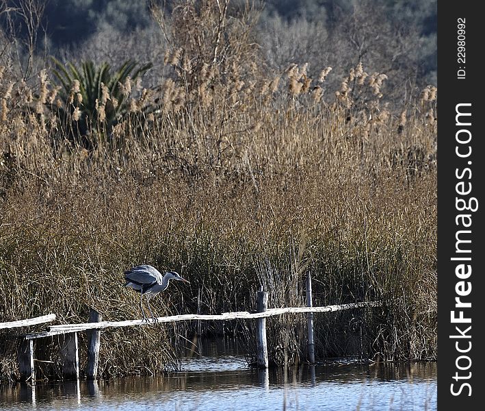 Tuscan nature oasis named massaciuccoli