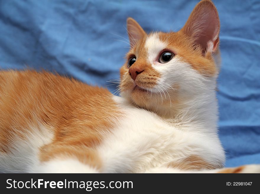 Red & white cat on a blue background