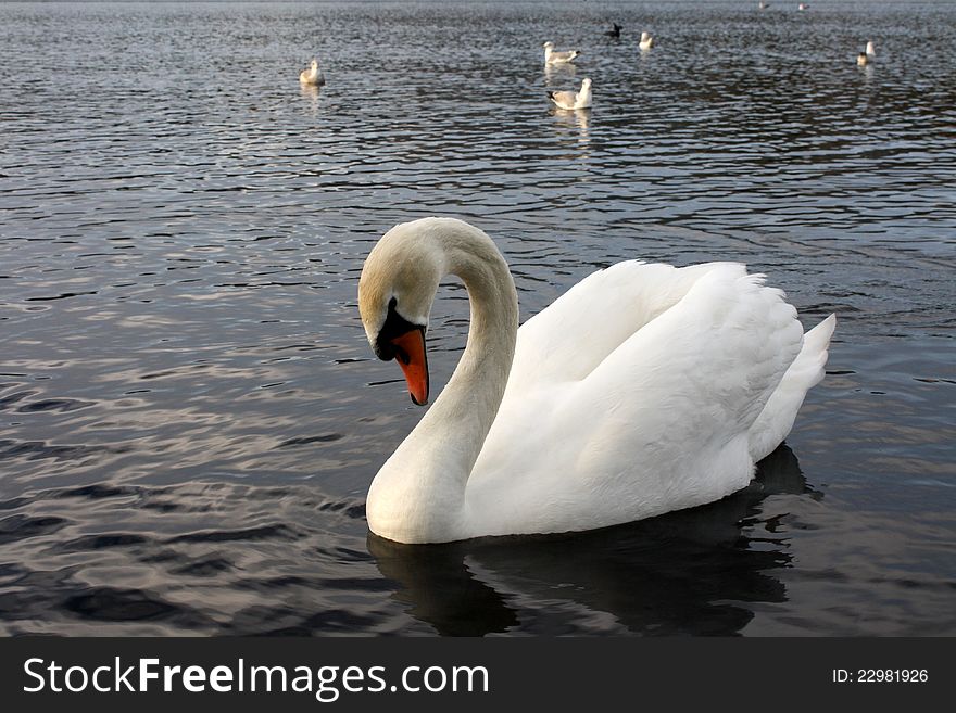 A Mute Swan (Cygnus olor) on a lake. A Mute Swan (Cygnus olor) on a lake.