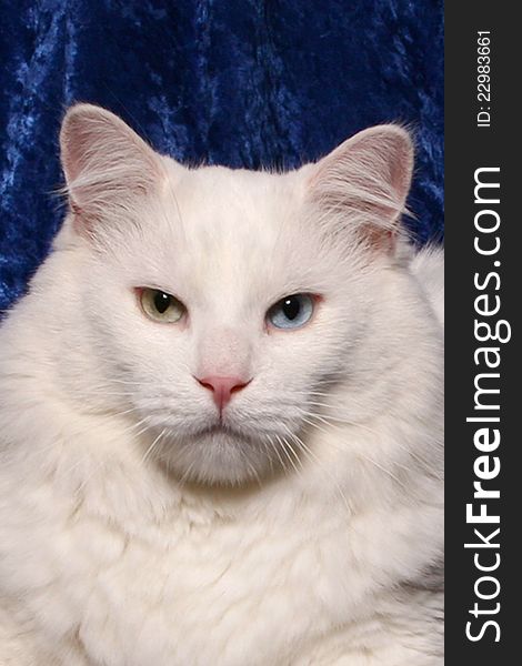 Portrait of a white cat that has one blue eye and one green eye. Portrait of a white cat that has one blue eye and one green eye