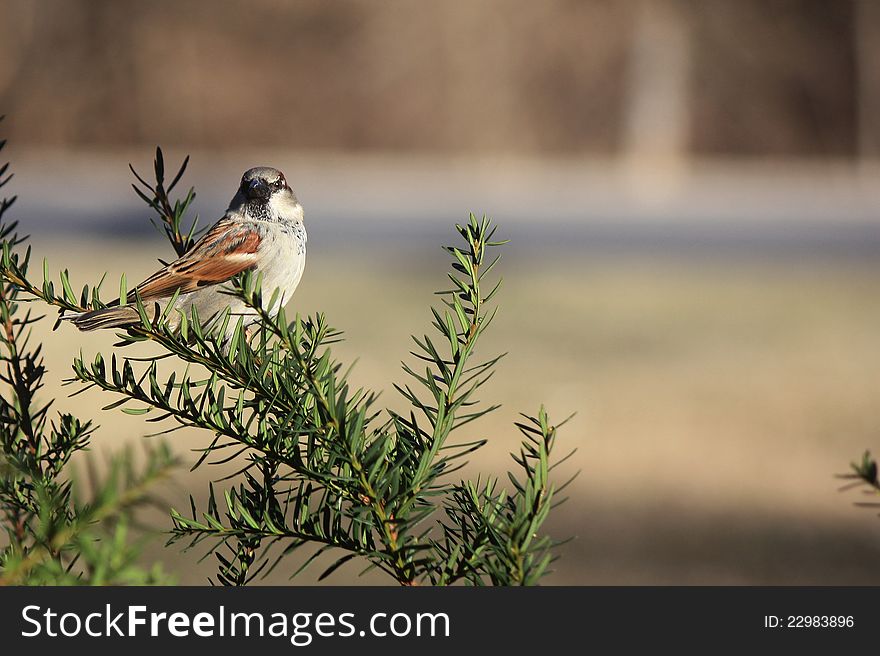 A male sparrow calmly perched in an evergreen bush, waiting to visit the birdfeeder for lunch. A male sparrow calmly perched in an evergreen bush, waiting to visit the birdfeeder for lunch.