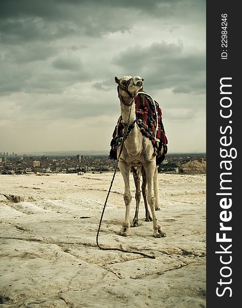 An camel with city of cairo in background. An camel with city of cairo in background