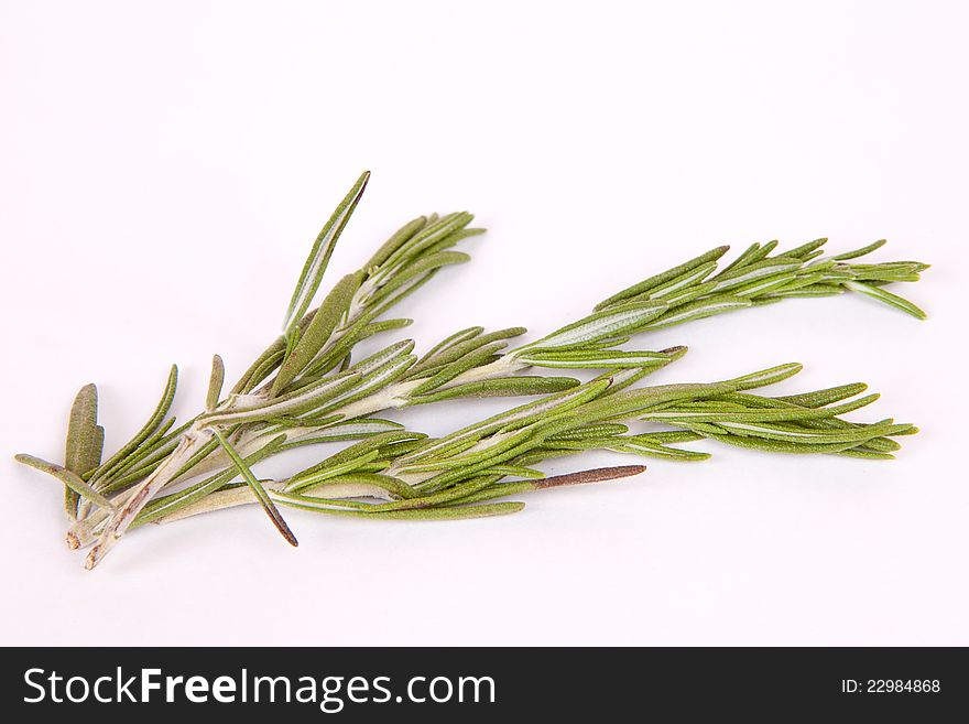 Twig of rosemary on a white background