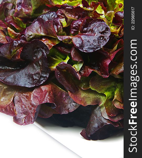 Lettuce Closeup