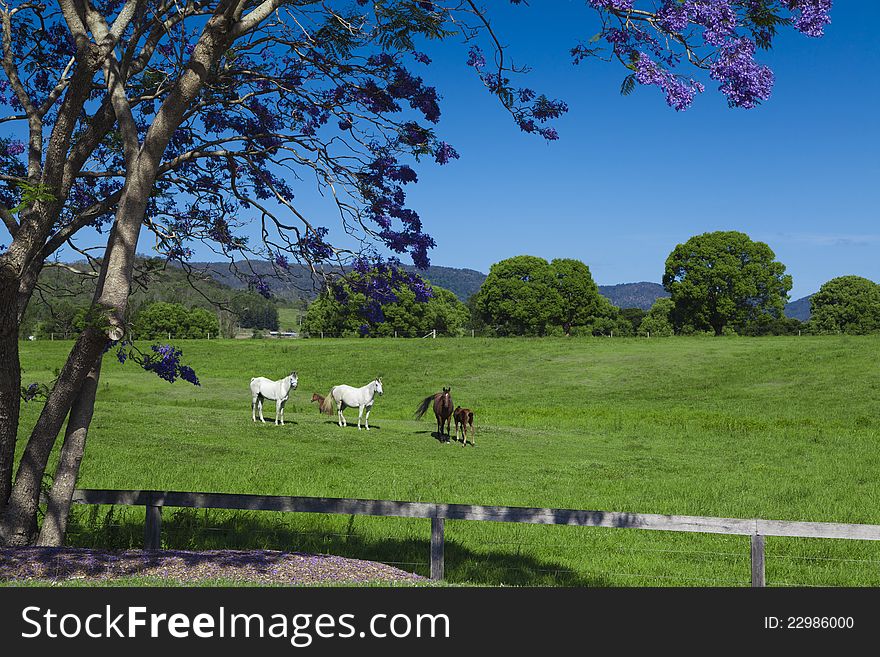 Brown and white horses on green hillside