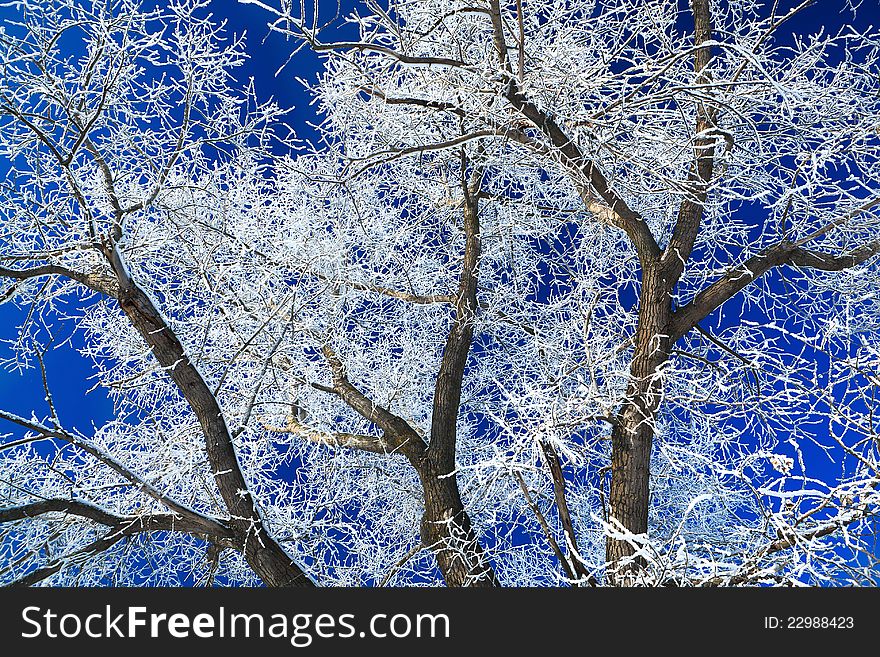 Trees Covered With Snow Against The  Sky