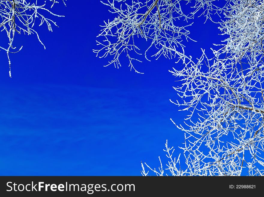 Trees covered with snow against the blue sky