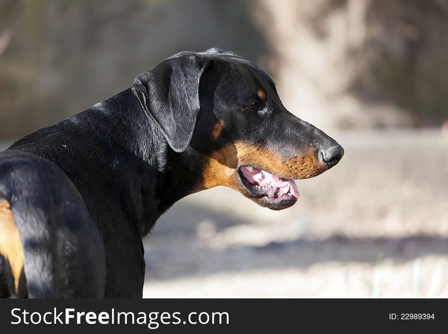 A little puppy of dobermann with pedigree