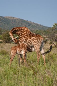 Giraffe With Calf Stock Photos Giraffe With Calf Stock Photos