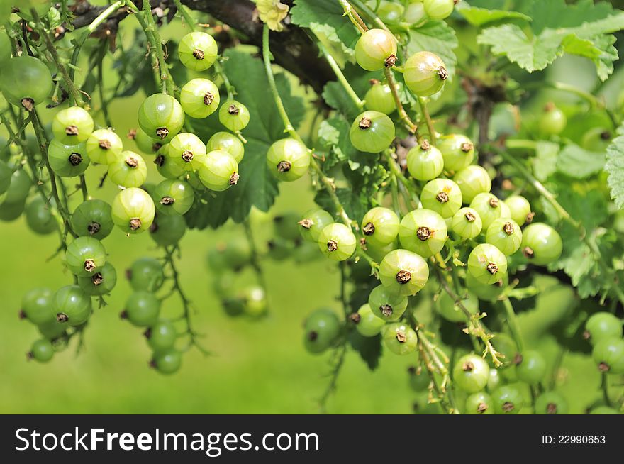 Green currants growing on a shrub in the garden. Green currants growing on a shrub in the garden
