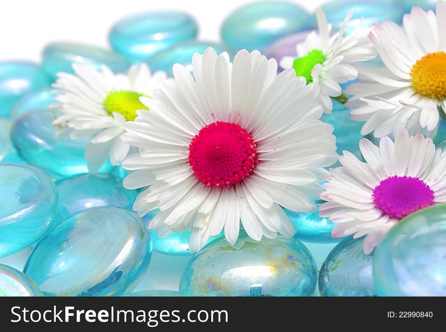 Beautiful chamomile flowers with colorful middles on blue glass stones. Beautiful chamomile flowers with colorful middles on blue glass stones