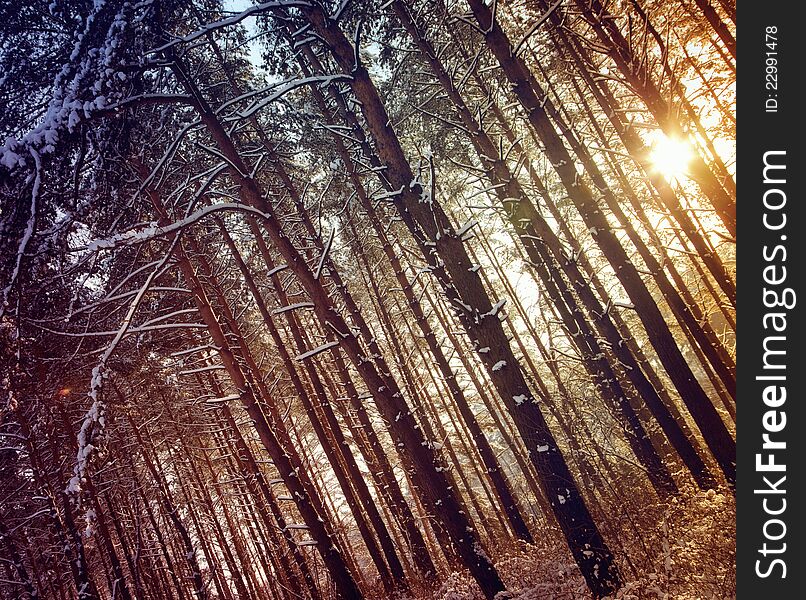 Winter forest in sunny day