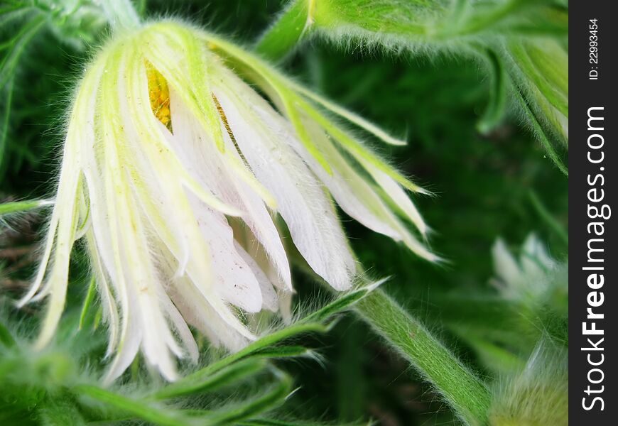 A detail of a white pasqueflower, pulsatilla verna