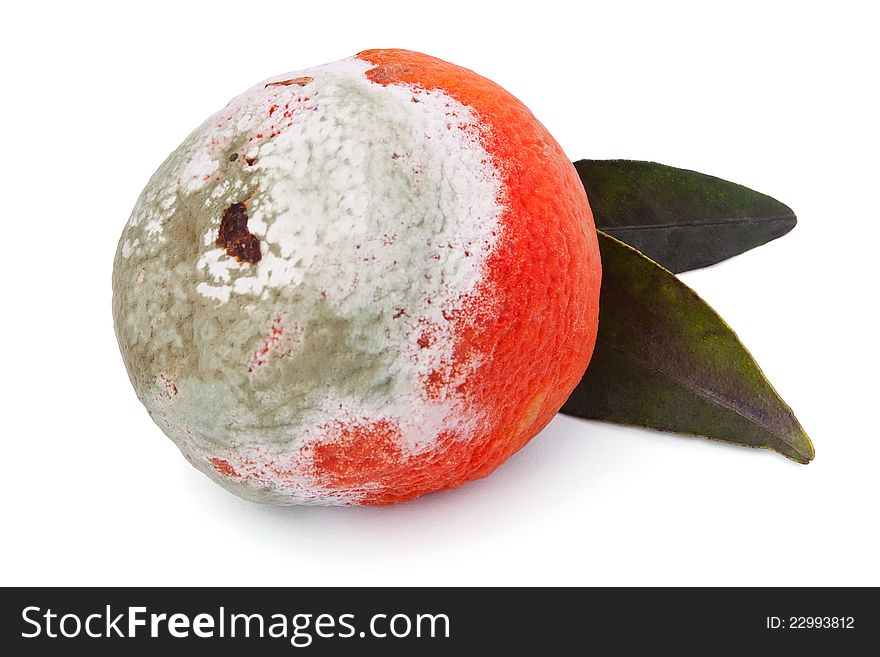Rotten tangerine against white background