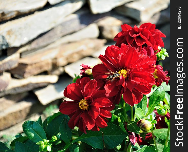 Huge wasp on a red flower, close-up. Huge wasp on a red flower, close-up
