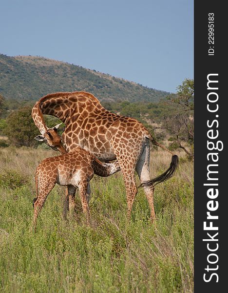 Giraffe in the Mabalingwe Nature Reserve in Southern Africa with the calf feeding from her. Giraffe in the Mabalingwe Nature Reserve in Southern Africa with the calf feeding from her..