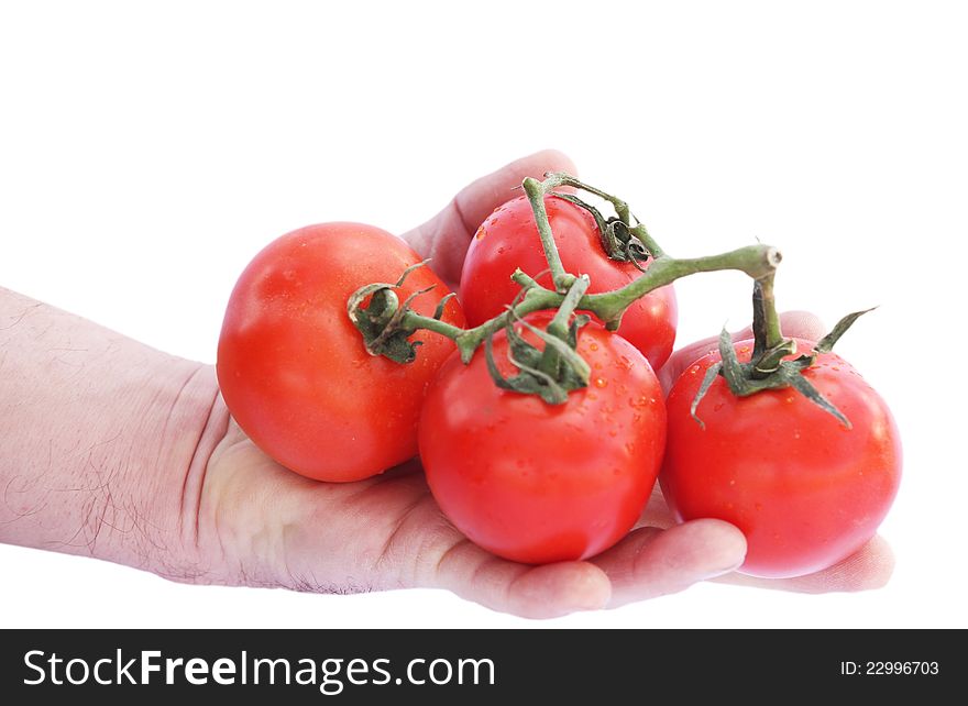Man's hand holding a branch tomatoes on white background. Man's hand holding a branch tomatoes on white background