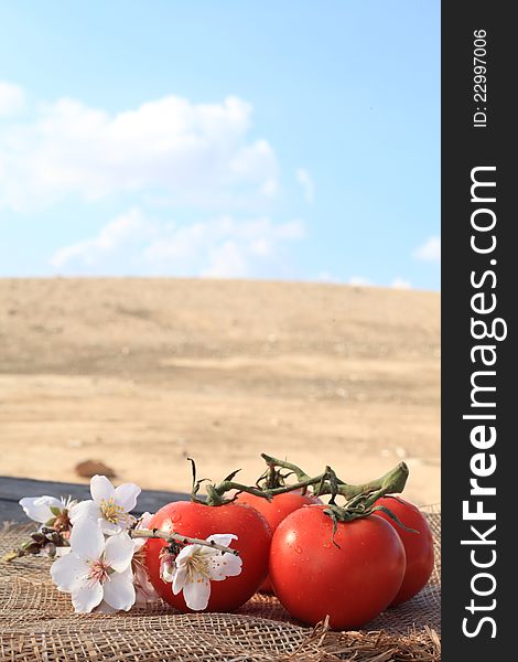 Organic tomatoes grown on noble land healthy food