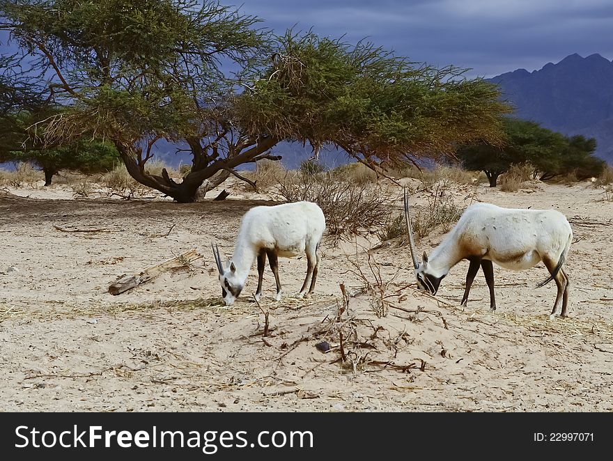 Antelope Oryx in Hai Bar, Israel