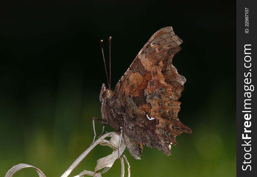 The Comma (Polygonia c-album) sitting on a dry bent. The Comma (Polygonia c-album) sitting on a dry bent.