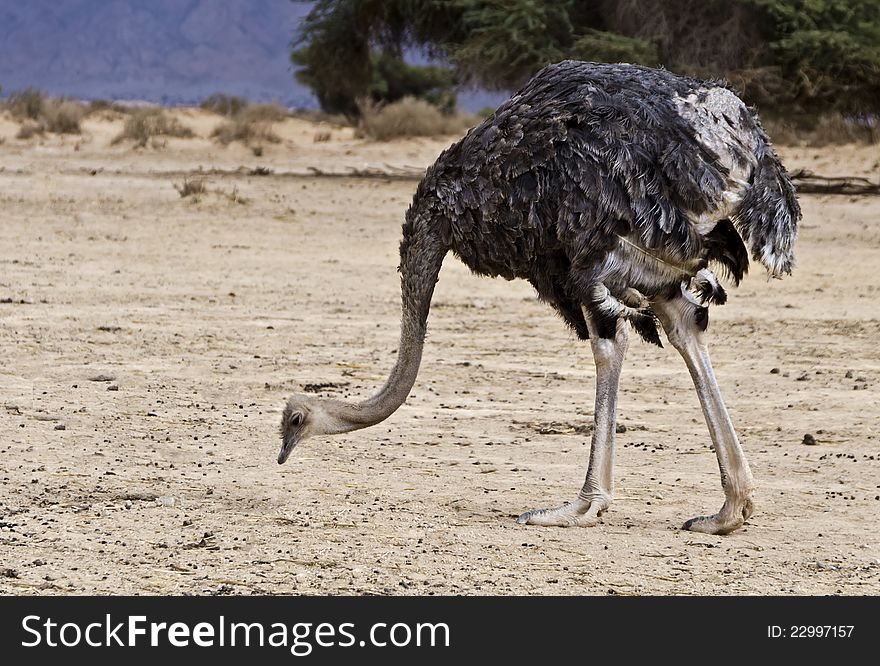African Ostrich &x28;Struthio Camelus&x29; In Israel