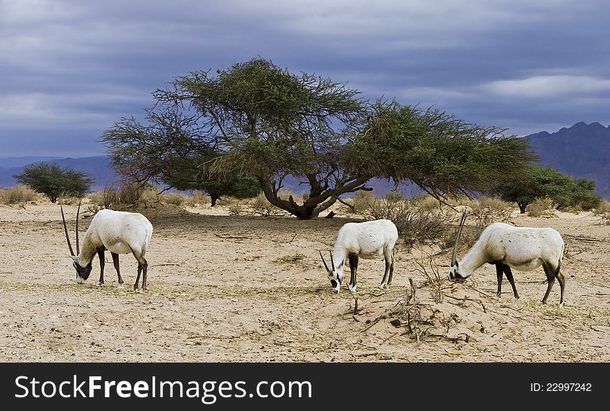 Antelope Oryx in Hai Bar, Israel