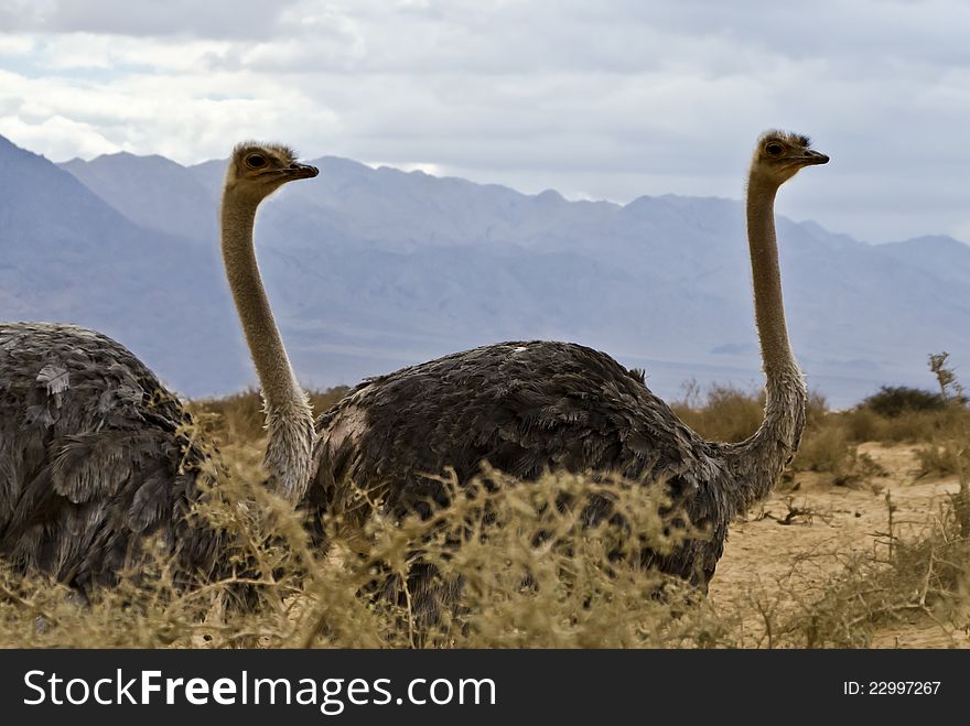 African Ostrich &x28;Struthio Camelus&x29; In Israel