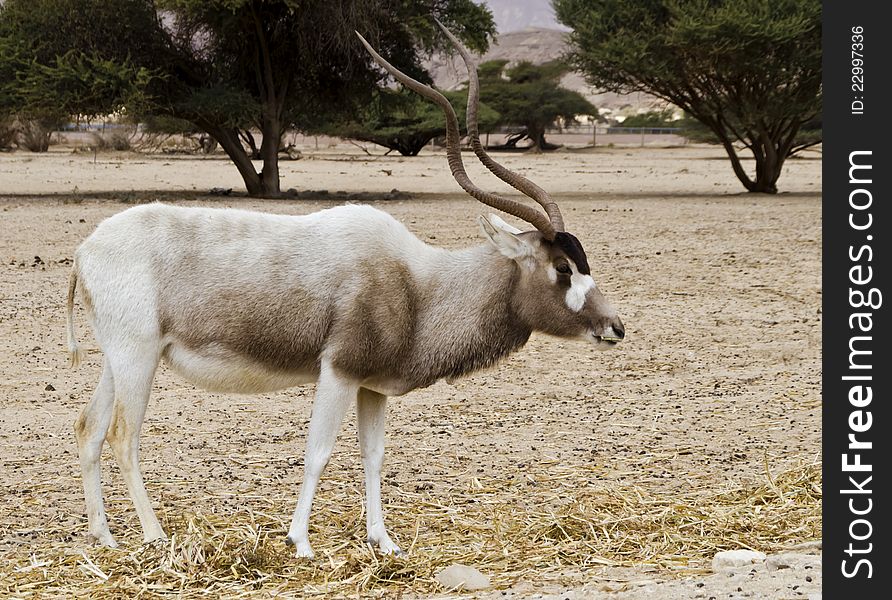 The scimitar horned addax (Addax nasomaculatus) is originally from the region of the Sahara Desert. This rare species is inhabiting the Hai-Bar Yotvata nature reserve, 25 km from Eilat, Israel. The scimitar horned addax (Addax nasomaculatus) is originally from the region of the Sahara Desert. This rare species is inhabiting the Hai-Bar Yotvata nature reserve, 25 km from Eilat, Israel