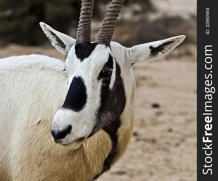 A herbivorous antelope, the Arabian oryx (Oryx leucoryx) has a white coat and straight sharp horns. It is especially well adapted to the harsh desert conditions. A herbivorous antelope, the Arabian oryx (Oryx leucoryx) has a white coat and straight sharp horns. It is especially well adapted to the harsh desert conditions.