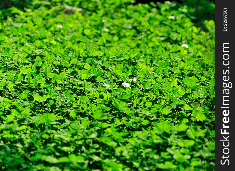 Background - a flowering meadow clover, bathed in sunshine