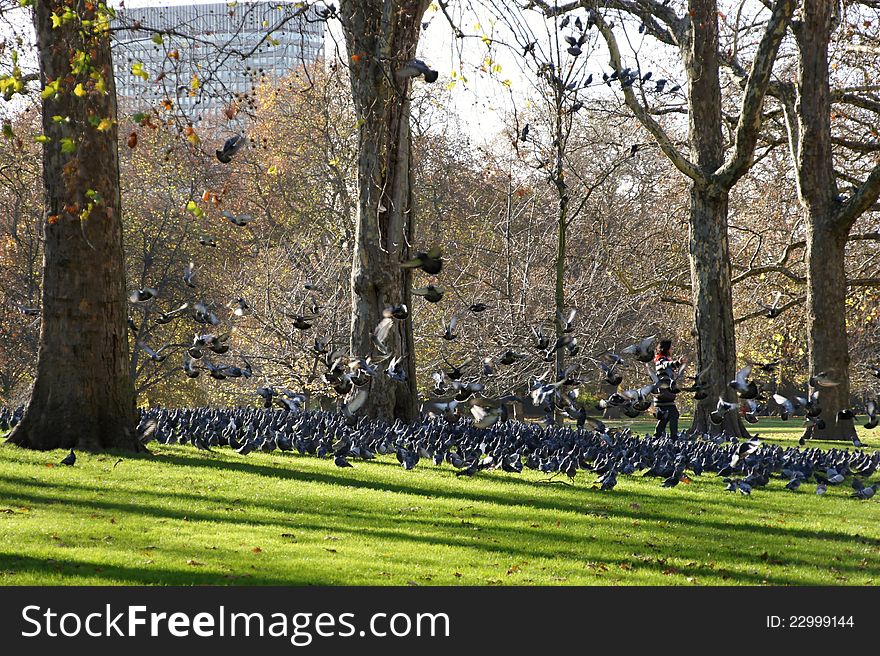 A lot of pigeons in St. JameÂ´s park in London